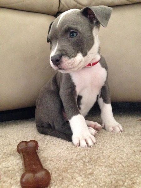 Amerikanische Pitbull-Welpen abzugeben