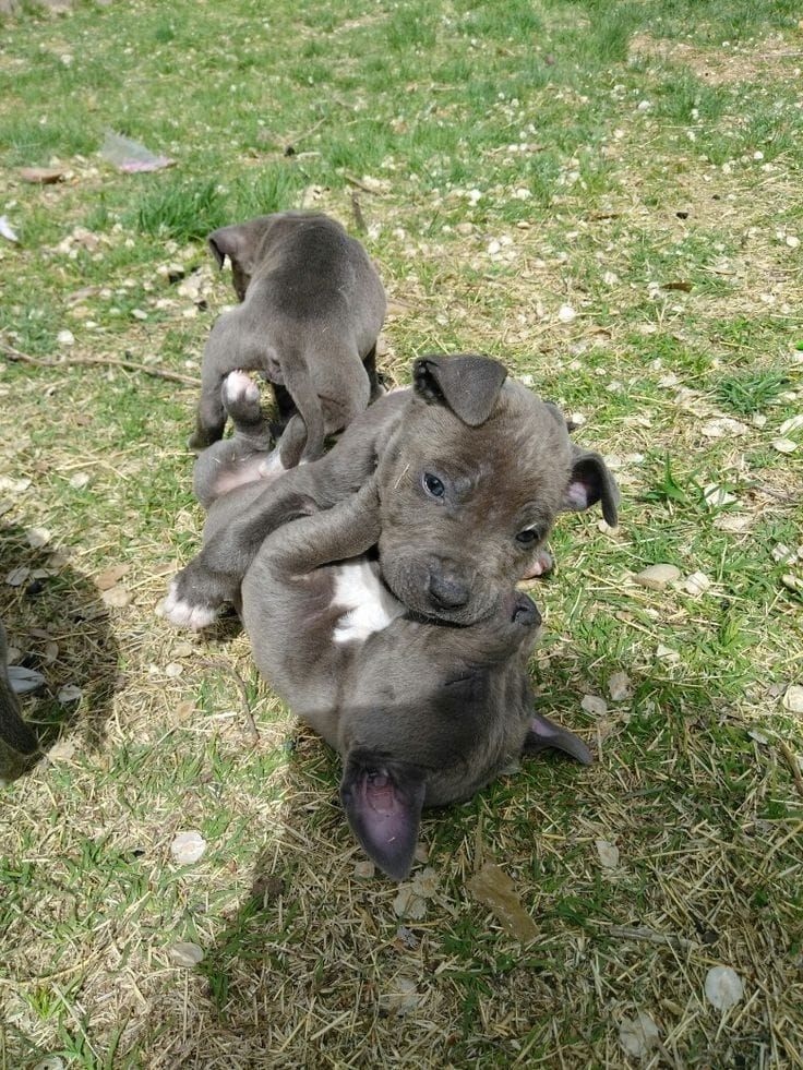 Bezaubernde American Pitbull Terrier Welpen