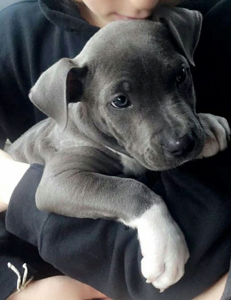 Amerikanische Pitbull-Terrier-Welpen