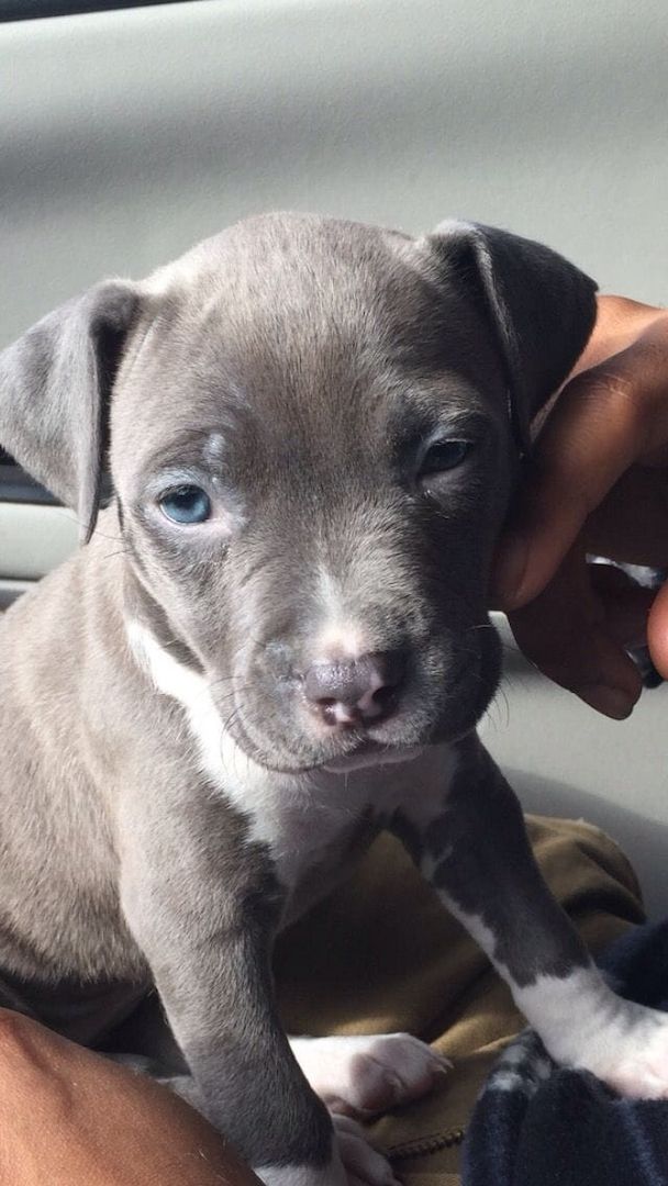 Wunderschöne Amerikanische Staffordshire-Terrier-Welpen