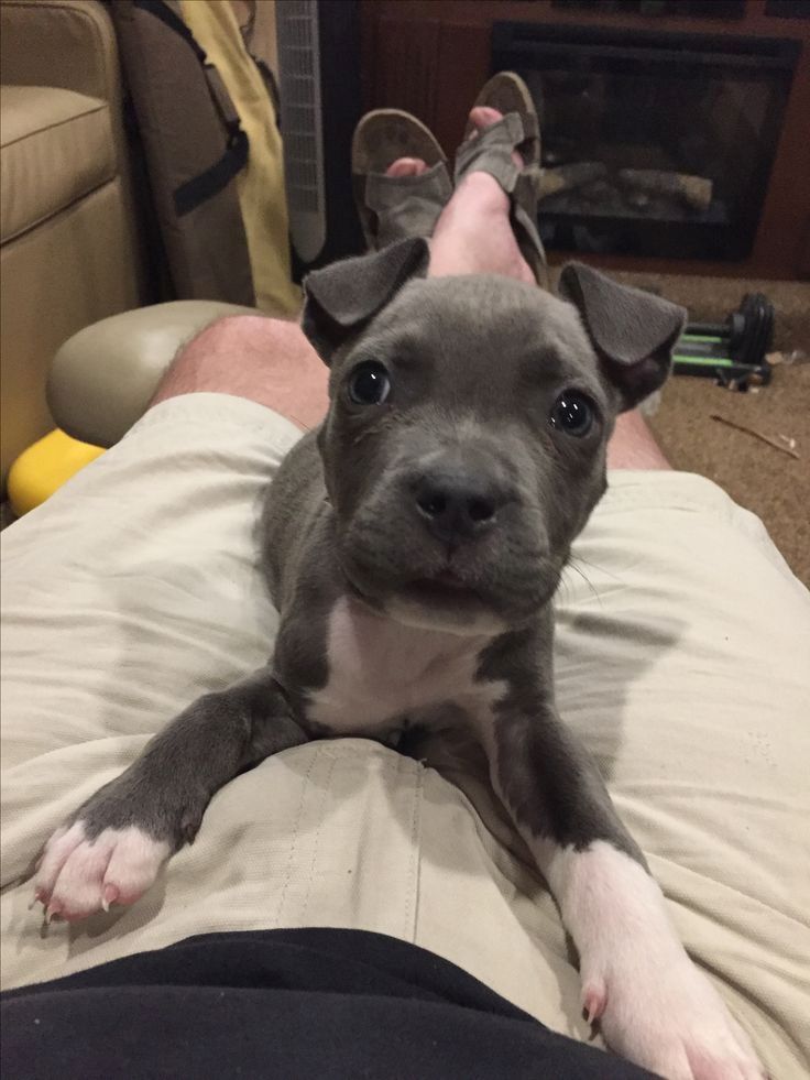Wunderschöne American Staffordshire Terrier Welpen