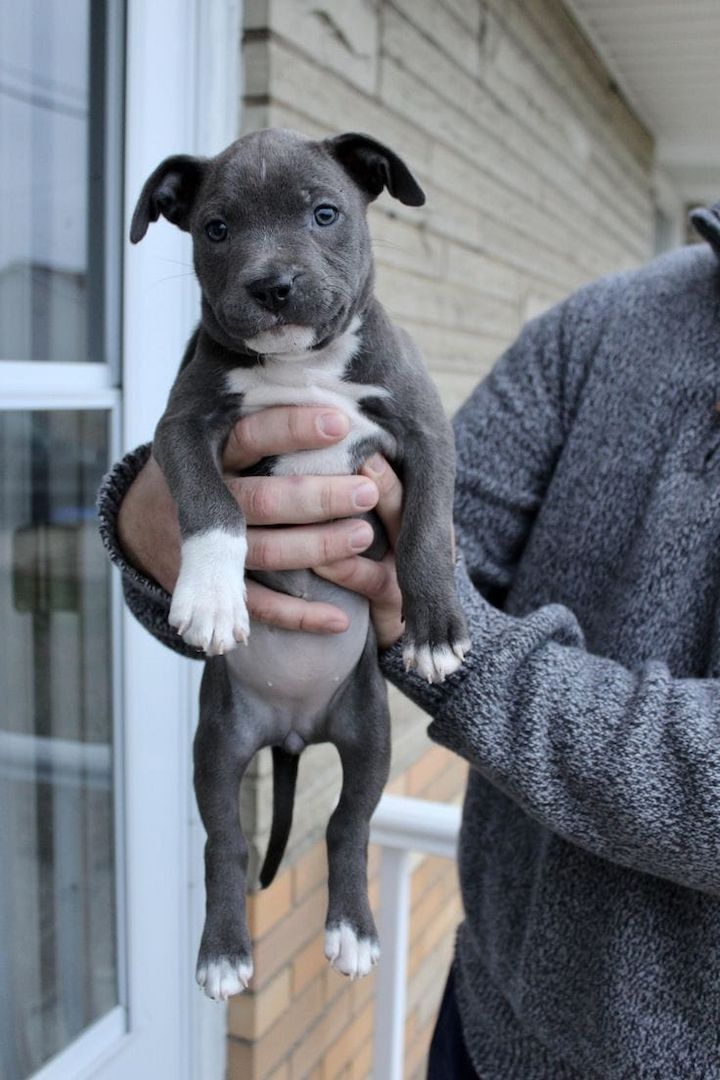 Wunderschöne American Staffordshire Terrier Welpen