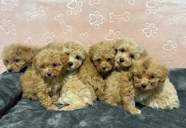 Süße Maltipoo-Welpen
