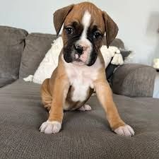 Boxer-Welpen. WhatsApp: +44 7469 456352