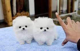 Pomeranian Zwergspitz Welpen Boo