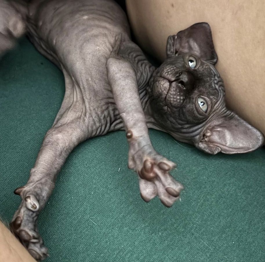 Süße Sphynx kitten zu verkaufen