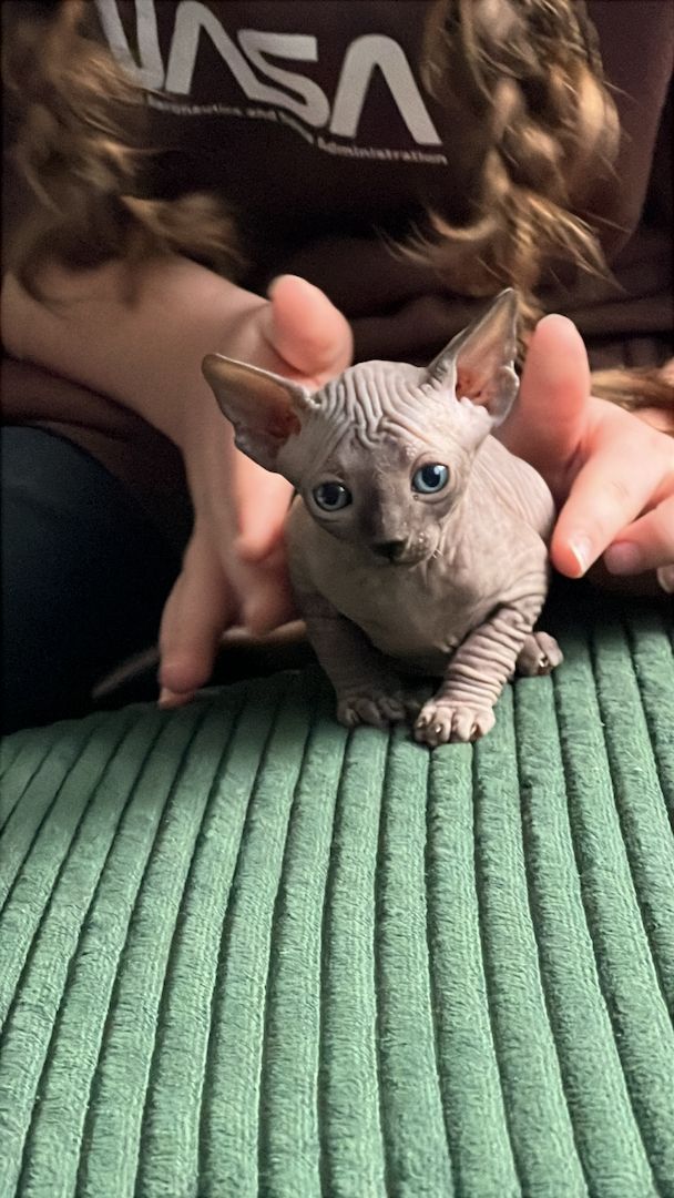 Süße Sphynx kitten zu verkaufen
