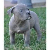 American Blue-Line Pit Bull Terrier Welpen W M!!