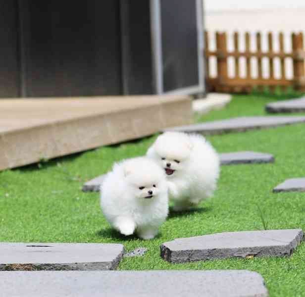 Pomeranian Zwergspitz Welpen