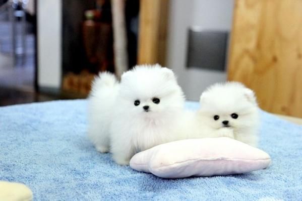 Pomeranian Zwergspitz Welpen Boo