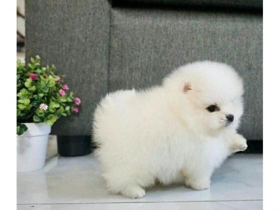 Miniatur Pomeranian Zwergspitz