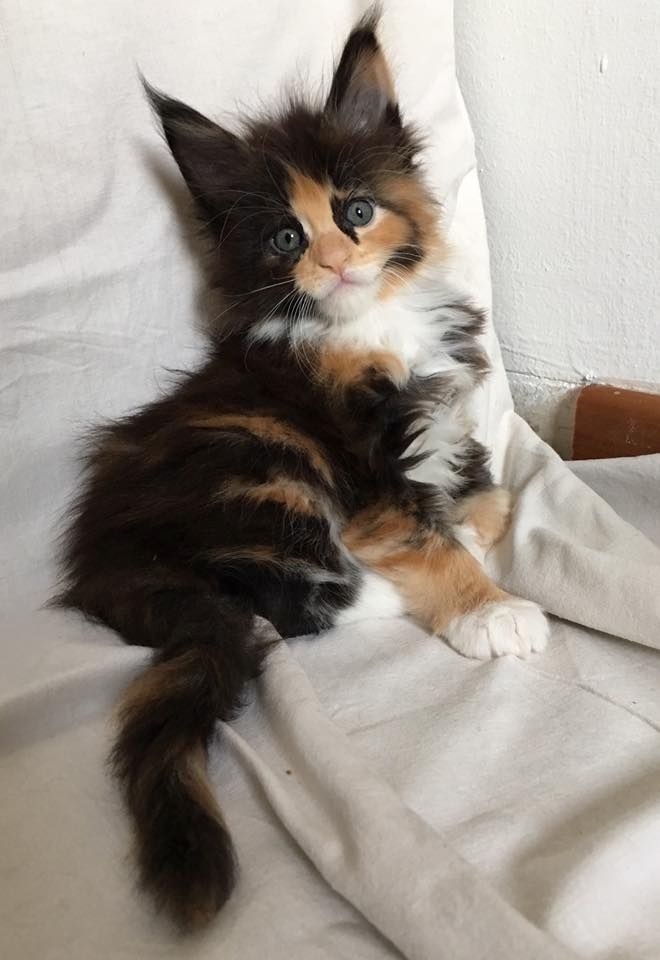 Maine Coon Kätzchen