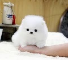 Wunderschöne Pomeranian-Welpen
