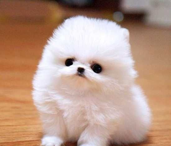 Zwergspitz Pomeranian (mini Welpen )