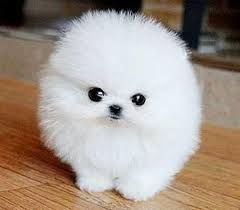 Wunderschöne Mini Pomeranian Zwergspitz Welpen