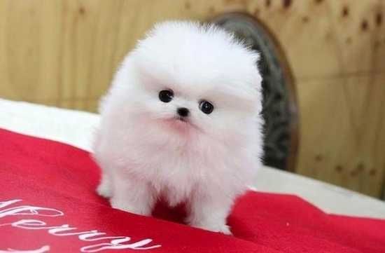 Pomeranian zwergspitz welpen suchen ein neues zuhause
