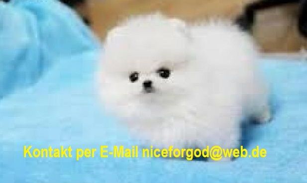 Pomeranian-Welpen verfügbar