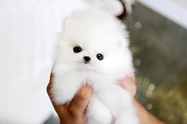 Pomeranian Zwergspitz Welpen