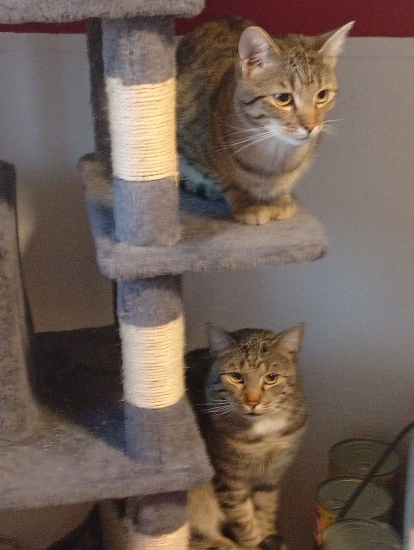 BKH 2 Kater Brüder Idefix & Benchy 1 Jahr & 6 Monate alt sie suchen ein liebes volles warmes Zuhause