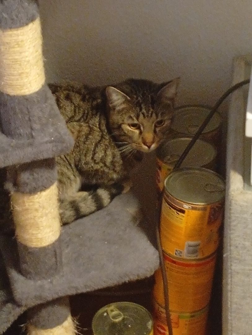 BKH 2 Kater Brüder Idefix & Benchy 1 Jahr & 6 Monate alt sie suchen ein liebes volles warmes Zuhause