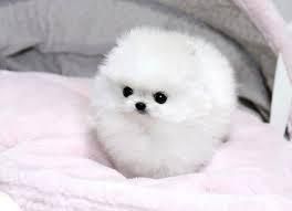 süßer, Zwergspitz-Pomeranian Welpen