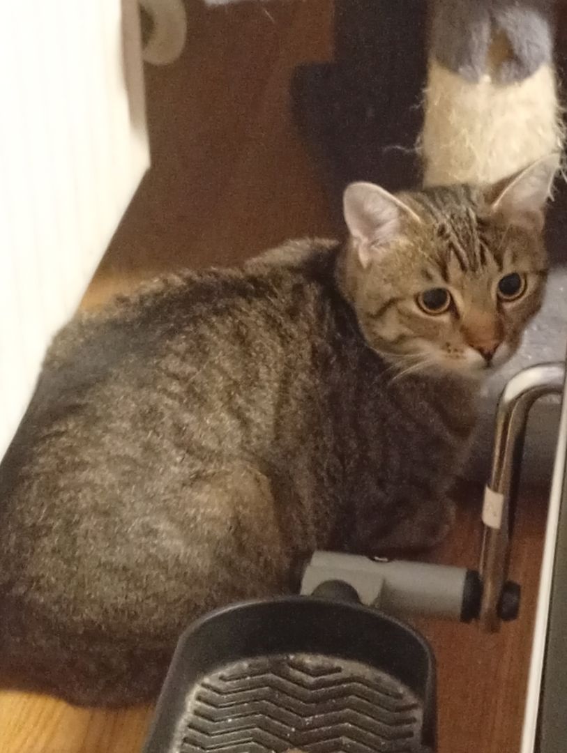 BKH 2 Kater Brüder Idefix & Benchy 1 Jahr & 6 Monate alt suchen ein liebes volles warmes Zuhause