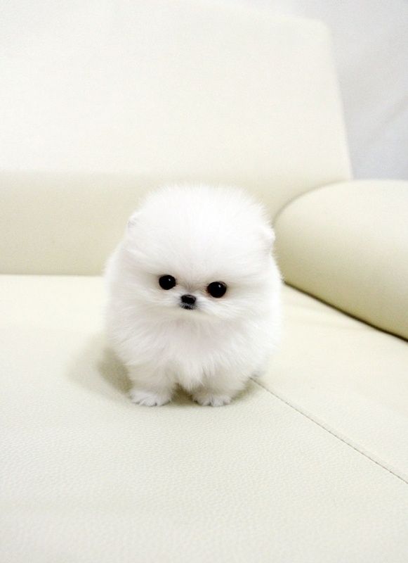 Zwergspitz/ Pomeranian mini Welpen