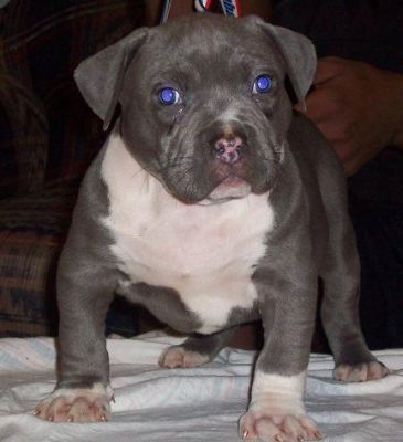 American Blue-Line Pit Bull Terrier Welpen !!!