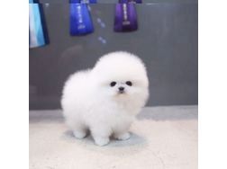 Reinrassige Pomeranian welpen