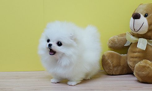 Zwergspitz Pomeranian (mini Welpen )