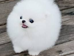Reinrassige Mini Pomeranian welpen
