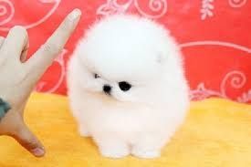 Wunderschöne Pomeranian-Welpen