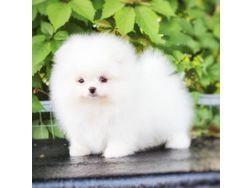 Zwergspitz (pomeranian Spitz)