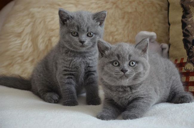 Reinrassige BKH Kitten Kätzchen
