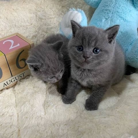 BKH KITTEN (Baby Britisches Kurzhaar Kätzchen)