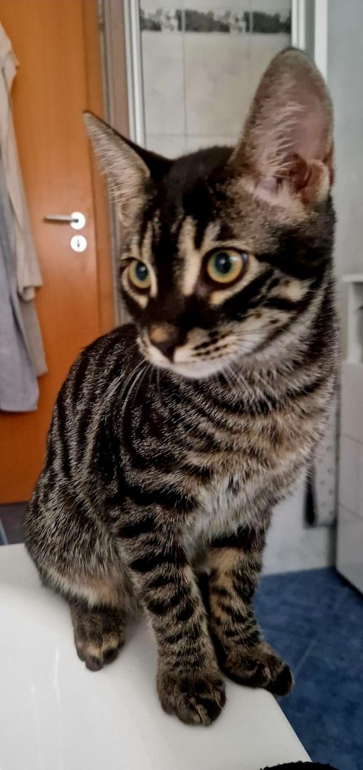 Bengal Charcoal Kitten Kater