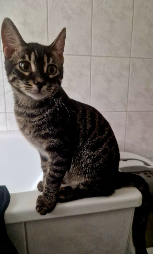 Bengal Charcoal Kitten Kater