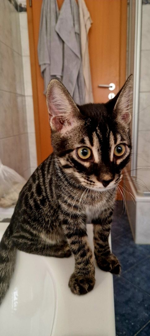 Bengal Charcoal Kitten Kater