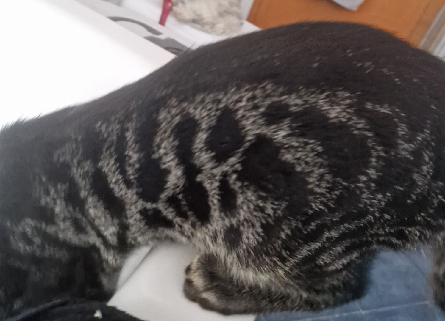 Bengal Charcoal Kitten Kater