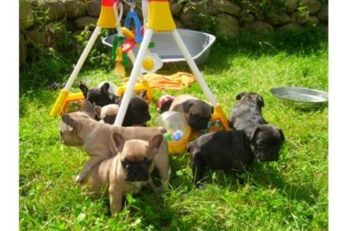 Französische Bulldogge Welpen,.