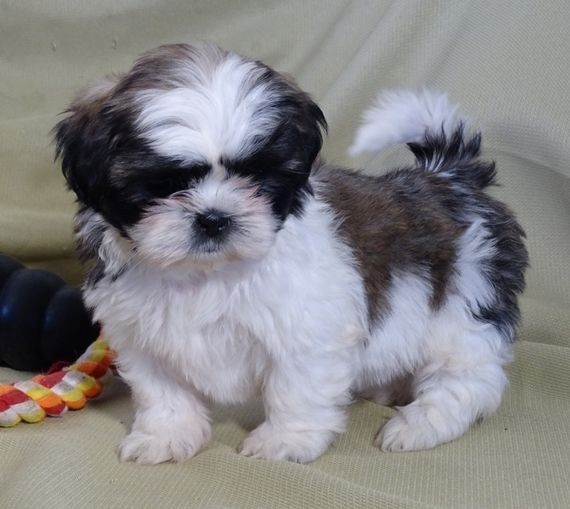 Shih-Tzu-Welpen. WhatsApp: +44 7469 456352