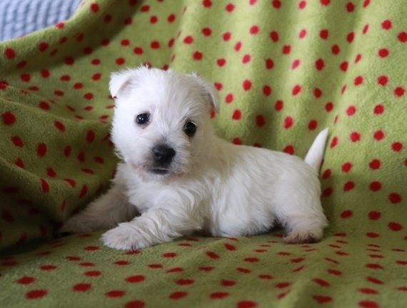 West-Highland-White-Terrier-Welpen. WhatsApp: +44 7469 456352