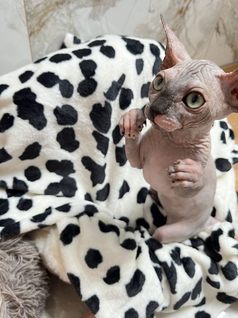 Canadian Sphynx Kitten mit Stammbaum