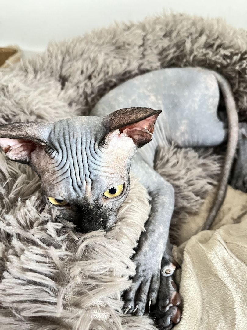 Canadian Sphynx Kitten mit Stammbaum