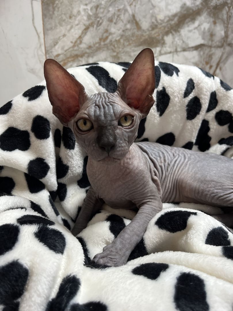 Canadian Sphynx Kitten mit Stammbaum