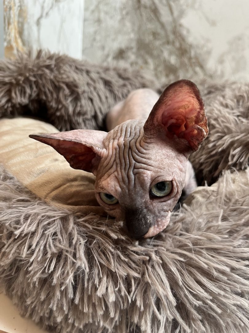 Canadian Sphynx Kitten mit Stammbaum