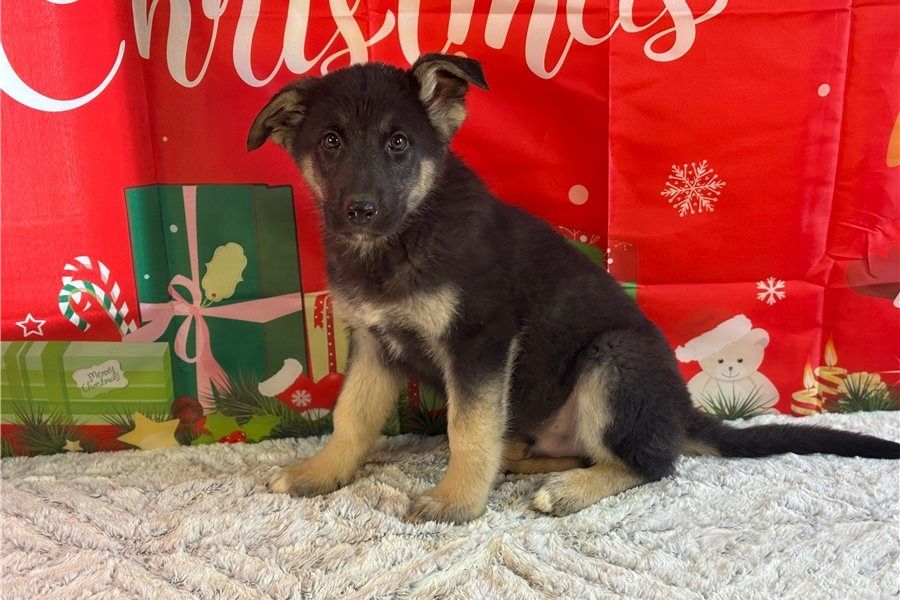 Deutsche Schäferhund Welpen