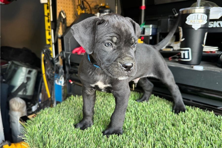 cane corso welpen mit Papieren