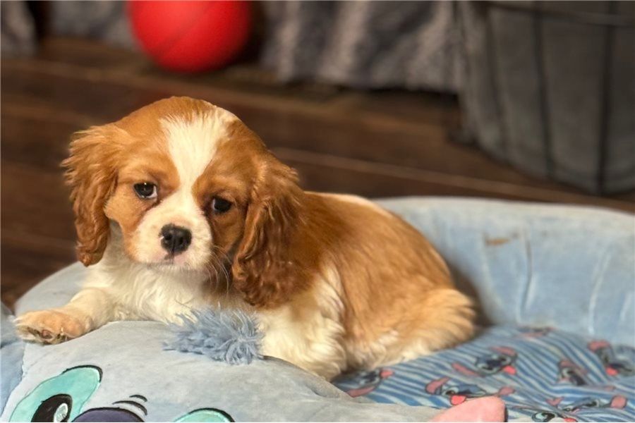 Cavalier King Charles Welpen Wunderschöne