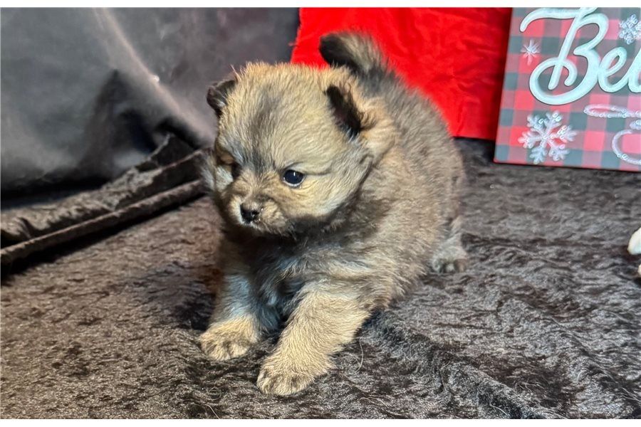 Pomeranian Zwergspitz Boo Welpen
